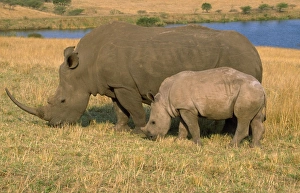 White RHINOCERUS - Female and calf grazing White RHINOCERUS - Female and calf grazing