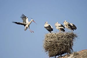 White Stork - Arriving in flight at nest with a twig and greeted by several full grown White Stork - Arriving in flight at nest with a twig and greeted by several full grown