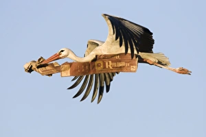 White Stork - In flight carrying nest material White Stork - In flight carrying nest material