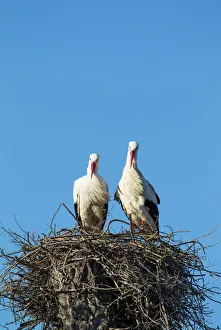 White Stork pair on their nest Do& xf1;ana National White Stork pair on their nest Do& xf1;ana National