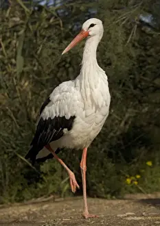 Nature Wall Art Prints: White Stork - Walking