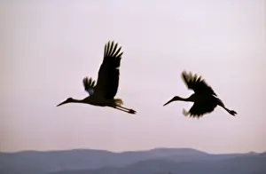 White Storks Flying Prints: White Storks In flight