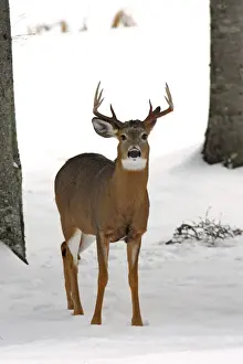 Limited Edition Wildlife Prints: White-tailed Deer