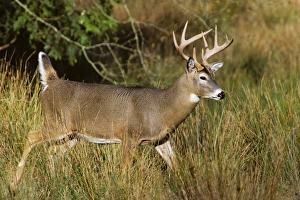 White-tailed Deer - buck walking through marsh grass in early autumn White-tailed Deer - buck walking through marsh grass in early autumn