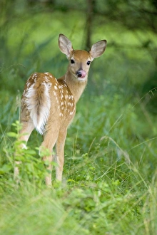 White tailed Deer Fawn in woods Spring New York USA