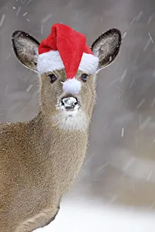 White-tailed Deer wearing Christmas hat in winter snow White-tailed Deer wearing Christmas hat in winter snow Date White-tailed Deer wearing Christmas hat in winter snow White-tailed Deer wearing Christmas hat in winter snow Date