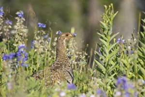 White-tailed Ptarmigan - female in subalpine flower meadow White-tailed Ptarmigan - female in subalpine flower meadow