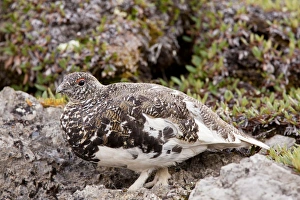 White-tailed Ptarmigan - male in high alpine tundra White-tailed Ptarmigan - male in high alpine tundra