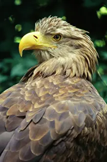 Haliaeetus Albicilla Prints: White-tailed Sea Eagle