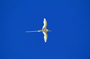 White-tailed Tropicbird / Golden Bosunbird - golden phase White-tailed Tropicbird / Golden Bosunbird - golden phase