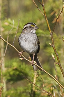 White-throated Sparrow - in Maine boreal forest in May White-throated Sparrow - in Maine boreal forest in May