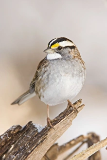 White-throated Sparrow - in winter White-throated Sparrow - in winter