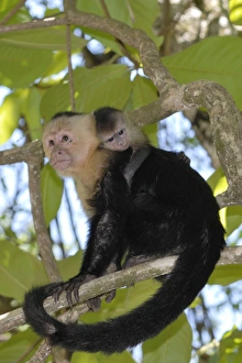 White-throated / White-faced / White-headed Capuchin - with young on back White-throated / White-faced / White-headed Capuchin - with young on back
