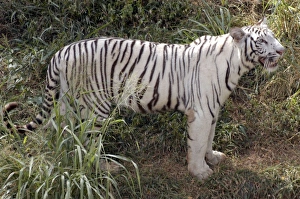 White Tiger - variety kept as rare speciality by Indian Maharajahs White Tiger - variety kept as rare speciality by Indian Maharajahs