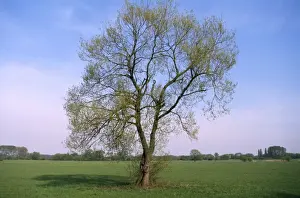 White Willow Tree Prints: White Willow