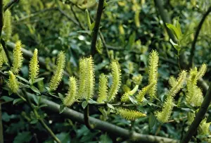 White Willow Tree Prints: White Willow - in flower