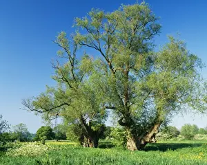 Tree Landscape Photography Prints: White Willow Tree ROG 10195 Ancient Pollarded Willows