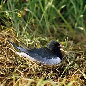 Sea Bird Photography Prints: White-winged Black Tern