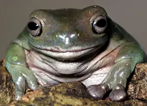 Wildlife Amphibians Prints: White's Tree Frog