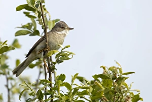 Whitethroat - male perched high up in a bush and looking for a female - May Whitethroat - male perched high up in a bush and looking for a female - May