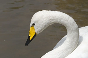 Whooper Swan head study - Part of the wildfowl collection held at Het Zwin Nature Reserve Whooper Swan head study - Part of the wildfowl collection held at Het Zwin Nature Reserve