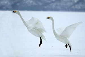 Images Dated 21st February 2004: Whooper Swans In flight about to land Wintering on ice lakes Hokkaido, Japan