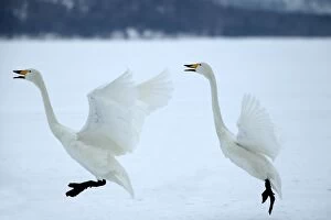 Images Dated 21st February 2004: Whooper Swans Landing Wintering on ice lakes, Hokkaido, Japan