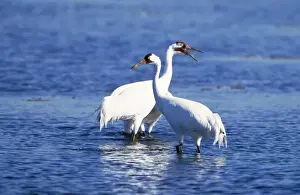 Whooping Crane Pair Print - Grus americana