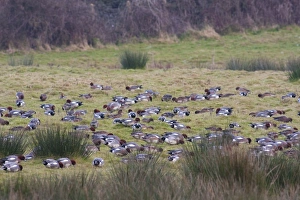 Wigeon - a large flock of birds grazing on short grass Wigeon - a large flock of birds grazing on short grass