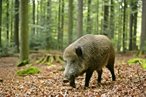 Wild Boar - adult individual strolling through forest Wild Boar - adult individual strolling through forest