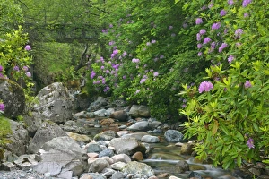 wild brook - in forest with lilac coloured rhododendron stand wild brook - in forest with lilac coloured rhododendron stand