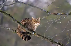 Wild Cat Photography Prints: Wild Cat