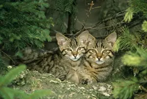 Pat Morris Wildlife Photography Prints: Wild Cat - kittens