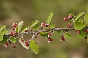 A wild cotoneaster (Cotoneaster integerrimus) Print ROG-12391