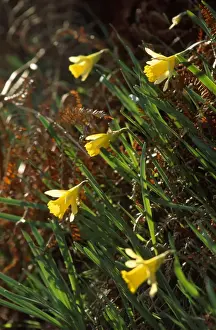 Wild Daffodils Prints: Wild Daffodils