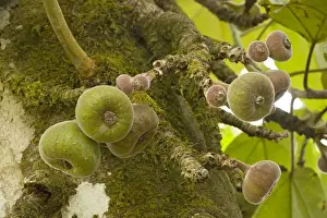 Fig Tree Images Prints: A wild fig, in fruit