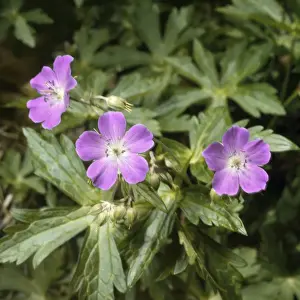 Wild Geranium Prints: Wild Geramium
