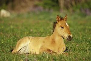 Images Dated 26th October 2004: Wild Horse - Colt rests among wildflowers (shootingstars or birdbills) Montana, USA WH395