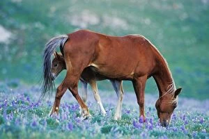Images Dated 28th October 2004: Wild Horse - Colt stands where mother shoos flys away with tail as mare grazes among lupine