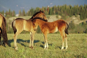 Images Dated 26th October 2004: Wild Horse - Two colts check one another out Summer Montana, USA WH133