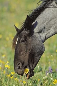 Images Dated 28th December 2004: Wild Horse - Mare eating wild flower Summer Western USA WH381