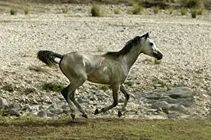 M Watson Photographer Prints: Wild Horse. Namibia
