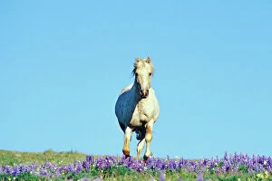 Images Dated 27th October 2004: Wild Horse - Stallion (named Cloud) gallups through wildflowers (mostly lupine)