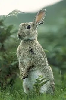 Oryctolagus Cuniculus Images Prints: Wild Rabbit - alert