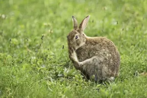 Oryctolagus Cuniculus Species Prints: wild rabbit, Austria