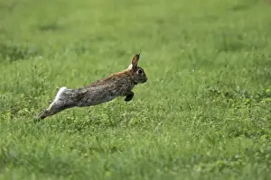 Austria Wildlife Prints: wild rabbit jumping, Austria