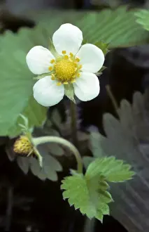 White Forest Flowers Prints: Wild Strawberry