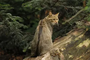 European Wildcat Pictures Prints: Wildkatze