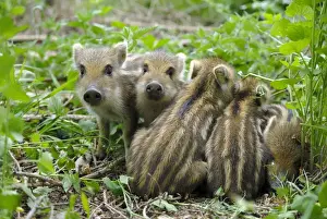 Wild Boar Print - Young Ones in Forest