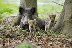 Wild Boar Print - Wild Sow with Young Ones in Germany